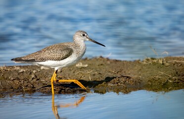 Greater yellowleg shorebird showing off yellow legs in an up close picture