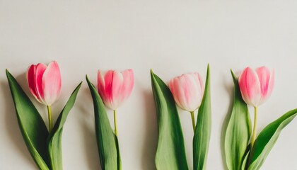 Naklejka premium ピンク色チューリップのシンプルな背景
