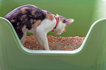 The cat is digging up sand in the litter box for excretion