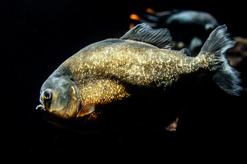 Red piranha swimming in a fish tank
