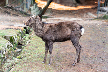 Obraz na płótnie Canvas deer at nara park,tourism of japan