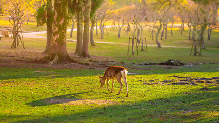 deer at nara park,tourism of japan