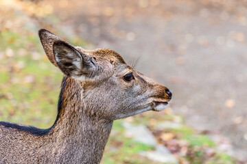 deer at nara park,tourism of japan