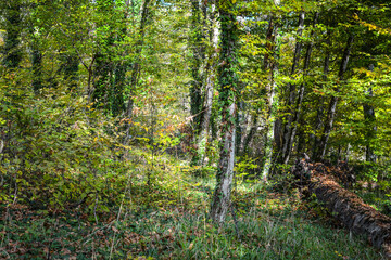 Obraz premium Lagodekhi, Machi fortress. green forest in kakheti Georgia