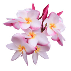 Plumeria or Frangipani or Temple tree flower. Close up pink-red frangipani flowers bouquet isolated...