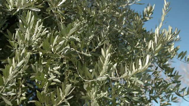 Olive tree with thick, lush foliage that moves in the wind