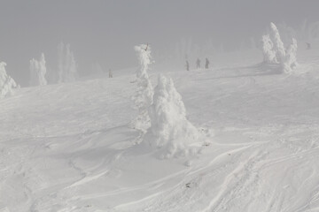 Frozen trees at the top of a mountain top, in the Rocky Mountains.