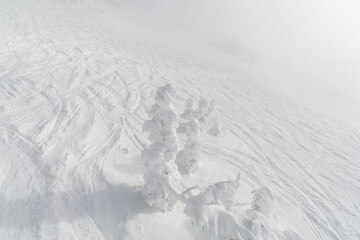 Frozen trees at the top of a mountain top, in the Rocky Mountains.