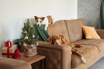 A Jack Russell Terrier perches on a sofa by a decorated Christmas tree, with a relaxed Nova Scotia...