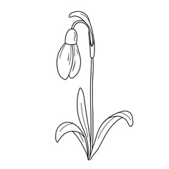 January birth month flower snowdrop line art vector illustration. Hand drawn black ink sketch isolated on white. Outline floral doodle