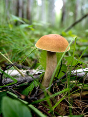 edible boletus mushroom in the forest among fallen leaves and grass