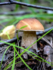 edible boletus mushroom in the forest among fallen leaves and grass