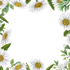 White field daisies with green plants. Summer flowers with yellow center. Square frame with space for text. Watercolor illustration for Valentine cards, birthday, mother day greetings