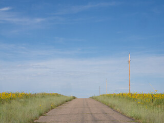 Country Road Lined with Sunflowers in the Sandhills of Nebraska