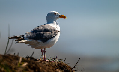 Solitary gull