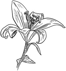 lily flower handdrawn illustration