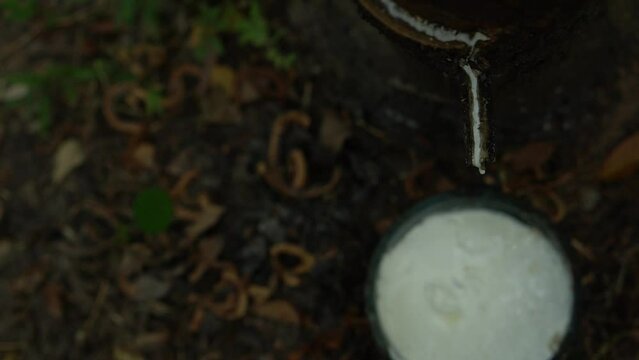 .Close up  Latex flows along the cut, then down the channel, it drops into the cup.Cloes up rubber latex drop from rubber tree.Cloes up rubber latex drop from rubber tree.