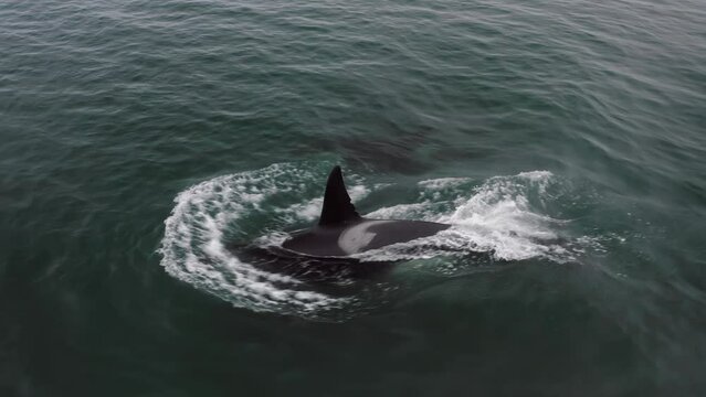Young killer whales emerge from under the water. Aerial photography at low altitudes.
