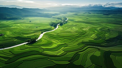 An aerial view of a vast and lush rice field - obrazy, fototapety, plakaty
