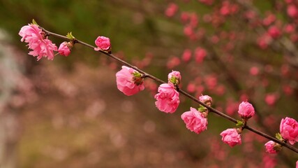 Spring scenery in Gyeongju, Korea