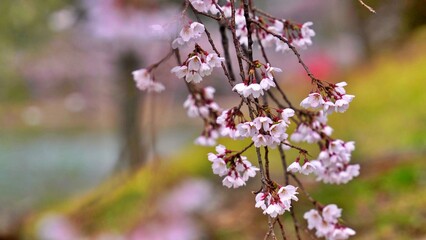 Spring scenery in Gyeongju, Korea