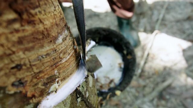 Close up Gardener tapping latex from a rubber tree in rubber forest