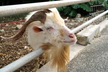 Goat in Taketomi Island - Okinawa