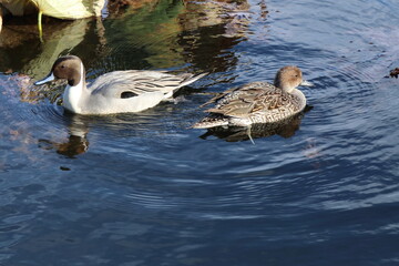 水上ですれ違うつがいのオナガガモ
