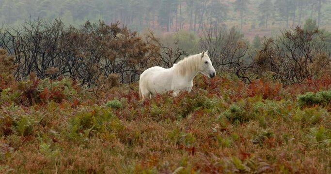 white New Forest pony grazing in between bracken and scrubland in the New Forest