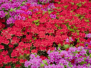Azalea Flower in the garden