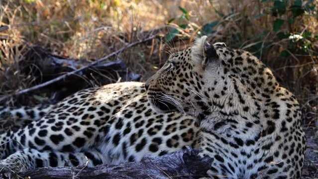 A medium closeup of a female leopard relaxing in the dry grass while glancing back over her shoulder, Greater Kruger.