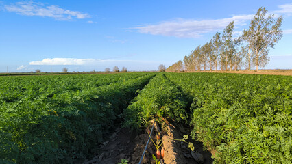 Naklejka premium carrot field in sunlight in Vojvodina