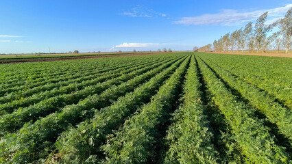 Fototapeta na wymiar carrot field in sunlight in Vojvodina