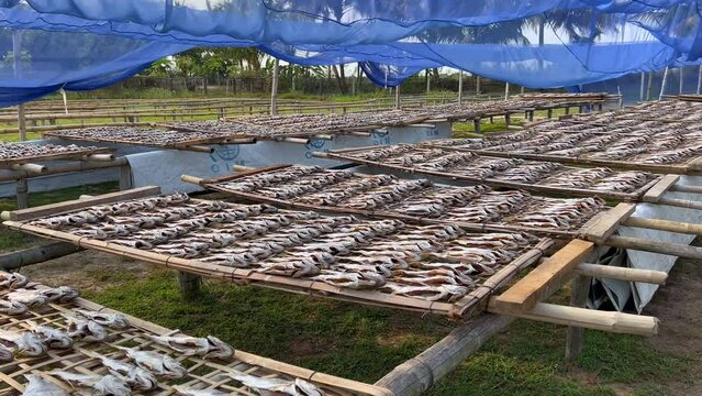 Processing of Dried Fish Sun-Drying