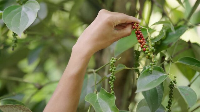 close up, asian pepper farmer harvests ripe fruit on field, peppercorn vine or plant