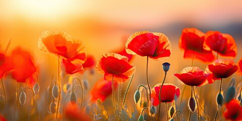 Colorful spring summer landscape with red poppy flowers in meadow in nature glow in sun. Selective focus, shallow depth of field