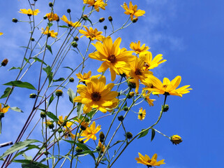 blooming Jerusalem artichoke in sunlight