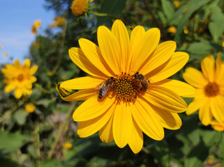 blooming Jerusalem artichoke in sunlight