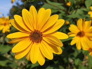 blooming Jerusalem artichoke in sunlight