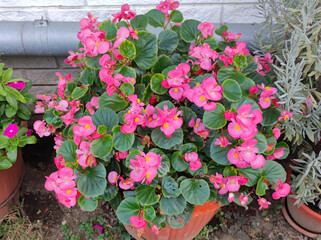 red, pink and white blooming begonia flowers in the pot