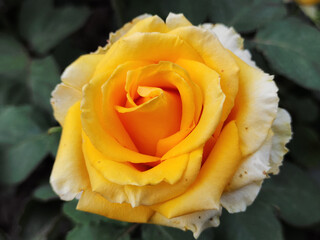 colorful blooming roses in the garden