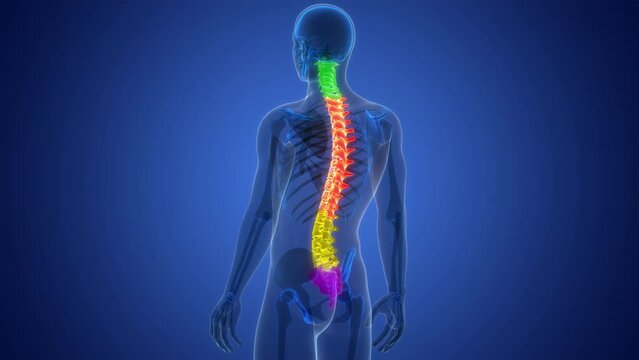 Spinal Cord Vertebral Column of Human Skeleton System Anatomy Animation Concept