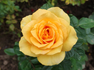colorful blooming roses in the garden