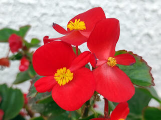 red, pink and white blooming begonia flowers in the pot