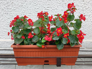 red, pink and white blooming begonia flowers in the pot