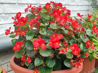 red, pink and white blooming begonia flowers in the pot