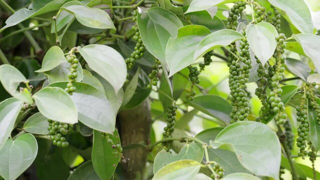 dolly, unripe green peppercorn fruits on plant or vine, pepper berries or drupe