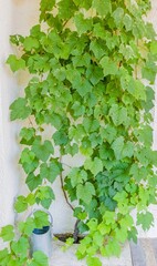 Ivy growing up side of stucco wall.