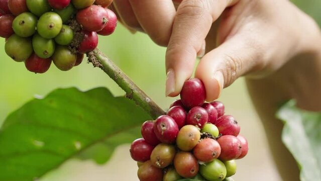 Closeup, robusta coffee farmer harvesting or handpicking red ripe cherry or berry