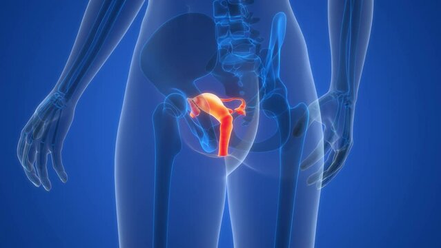 Female Reproductive System Anatomy Animation Concept
